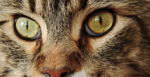 Katze JPG.jpg