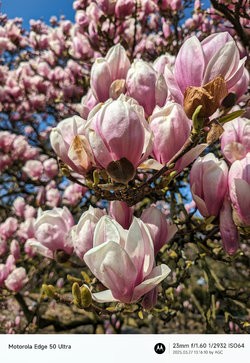 Gcam20250327_131610216.jpg
