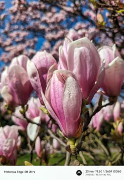 Gcam20250327_133544698.jpg