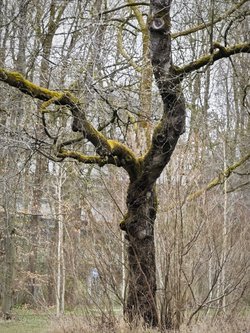 IMG_20250327_170424.jpg