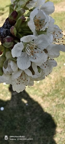 IMG20250327143113.jpg