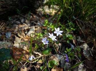 IMG_20250326_093108-Topaz.jpg