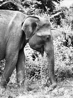 SriLanka_iPhone-11.jpg
