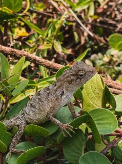 SriLanka_iPhone-07.jpg