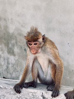 SriLanka_iPhone-04.jpg