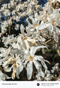 Gcam20250328_135649627.jpg