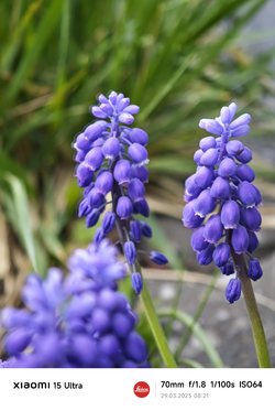 IMG_20250329_082102.jpg