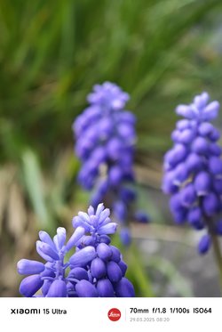 IMG_20250329_082059.jpg