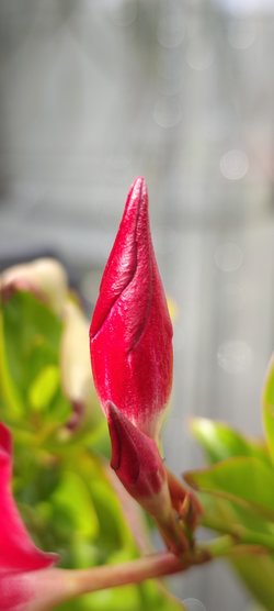 IMG_20240603_172557.jpg