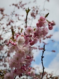 IMG_20250330_205319.jpg