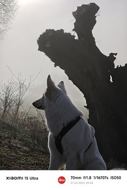 IMG_20250401_094409.jpg