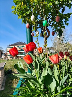 IMG_20250402_114256638_HDR.jpg