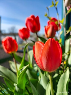 IMG_20250402_114340973_HDR.jpg