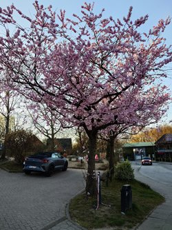 20250403_190124.JPG