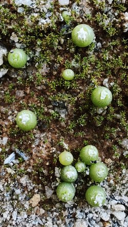 Aztekium hintonii.jpg