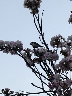 IMG_20250404_071937.jpg