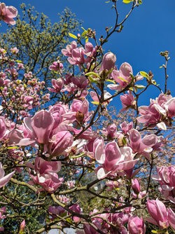 Gcam20250404_130006979.jpg