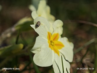 IMG_20250404_153440.jpg