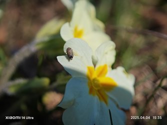 IMG_20250404_153511.jpg