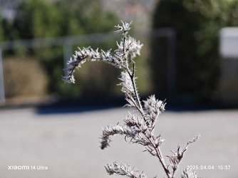 IMG_20250404_153741.jpg