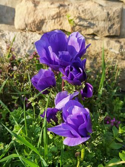 IMG_20250401_182730.jpg