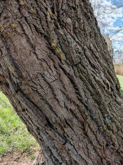 IMG_20250405_130238.jpg