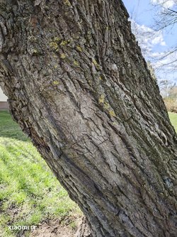 IMG_20250405_130311.jpg