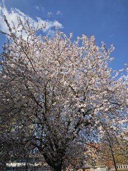 IMG_20250405_130134.jpg