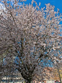 IMG_20250405_130200.jpg