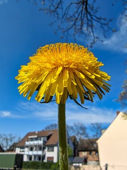 Gcam20250405_135721951.jpg