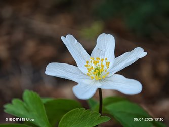 IMG_20250405_133051.jpg