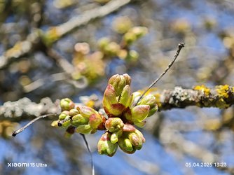 IMG_20250405_132350.jpg