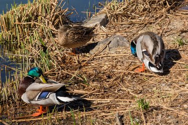 3 Enten.jpg