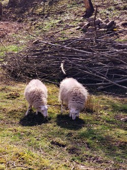 IMG_20250405_124519.jpg
