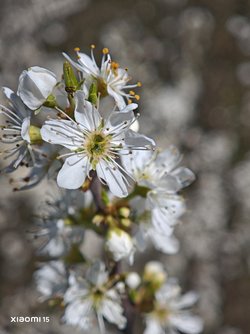 IMG_20250406_131615.jpg