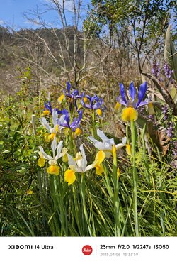 IMG_20250406_133359.jpg
