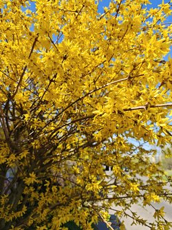 IMG_20250405_134435.jpg