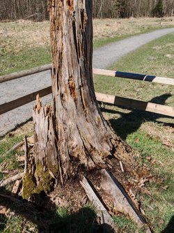 IMG_20250406_134533.jpg