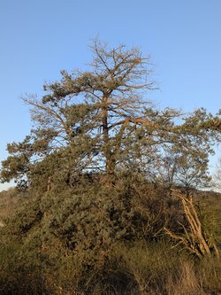 PXL_20250407_053352893.jpg