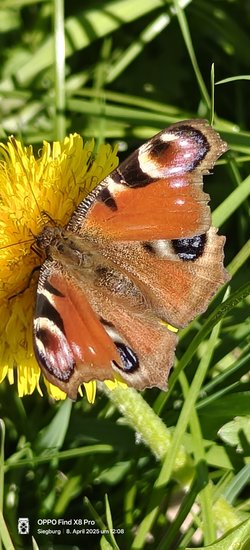IMG20250408120835.jpg
