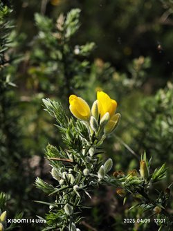 IMG_20250409_170105.jpg