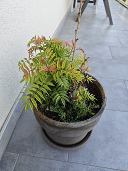 IMG_20250411_182305.jpg