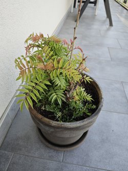 IMG_20250411_182238.jpg