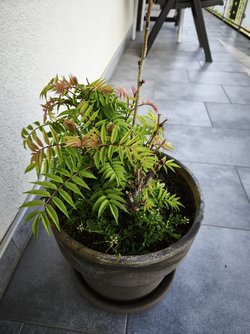 IMG_20250411_182234.jpg