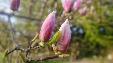 Tulpen-Magnolie.JPG