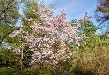 Yulan-Magnolie (China).JPG
