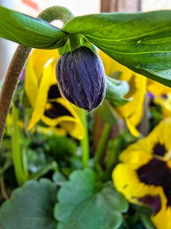 Gcam20250412_100137914.jpg