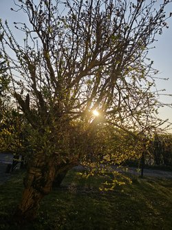 IMG_20250404_073926.jpg