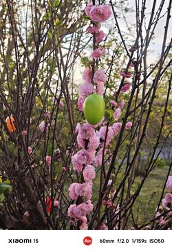 IMG_20250409_072231.jpg