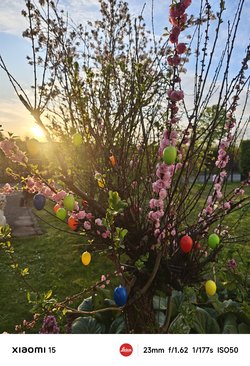 IMG_20250409_072222.jpg